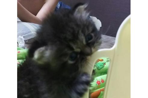 成約済の愛知県のペルシャ-1878の1枚目