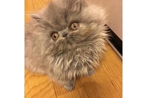 成約済の京都府のペルシャ-1879の4枚目