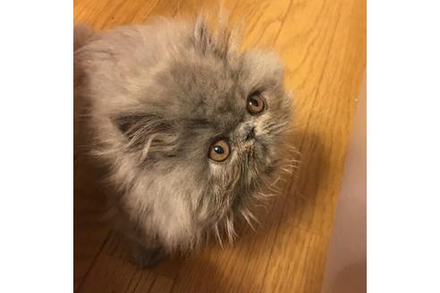 成約済の京都府のペルシャ-1879の2枚目