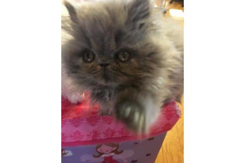 成約済の京都府のペルシャ-1879の1枚目