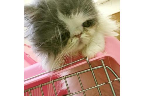 成約済の京都府のエキゾチックロングヘア-1880の5枚目