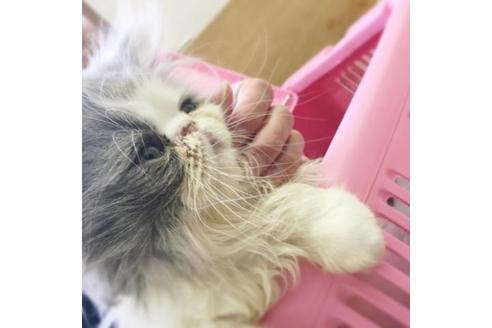 成約済の京都府のエキゾチックロングヘア-1880の4枚目