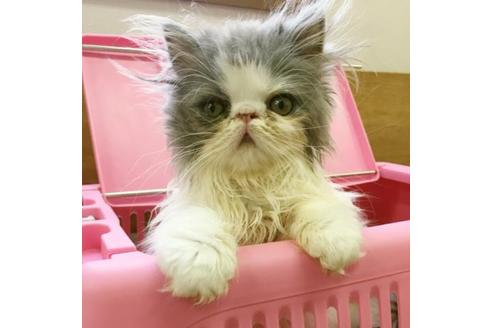 成約済の京都府のエキゾチックロングヘア-1880の3枚目