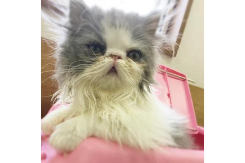 成約済の京都府のエキゾチックロングヘア-1880の2枚目