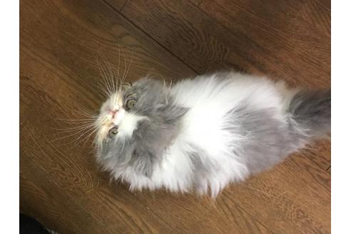 成約済の京都府のエキゾチックロングヘア-1880の1枚目