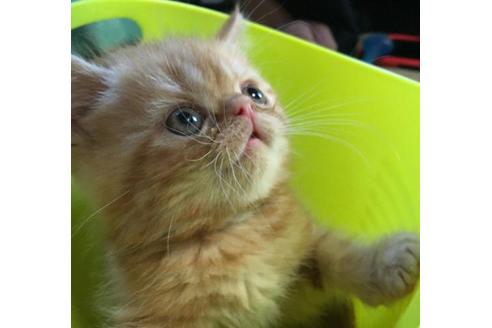 成約済の愛知県のエキゾチックショートヘア-1961の5枚目