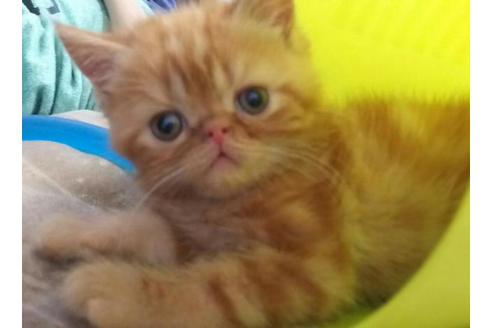 成約済の愛知県のエキゾチックショートヘア-1961の4枚目