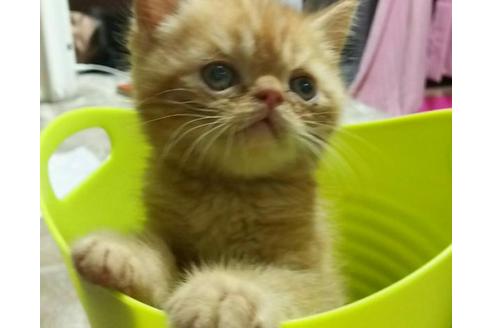 成約済の愛知県のエキゾチックショートヘア-1961の3枚目