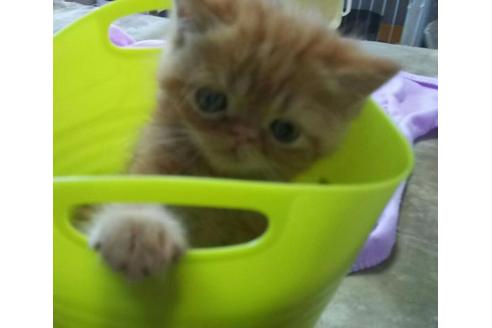 成約済の愛知県のエキゾチックショートヘア-1961の2枚目