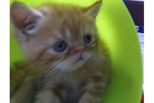 成約済の愛知県のエキゾチックショートヘア-1961の1枚目