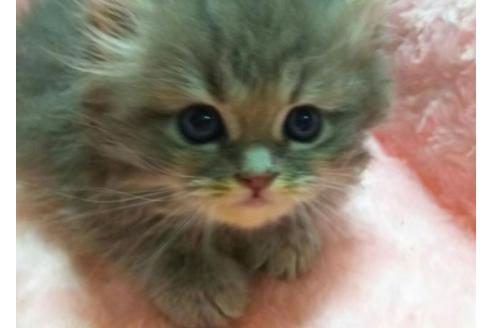 成約済の愛知県のペルシャ-1962の5枚目