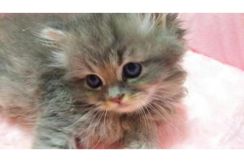 成約済の愛知県のペルシャ-1962の4枚目