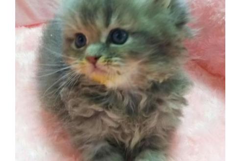 成約済の愛知県のペルシャ-1962の3枚目