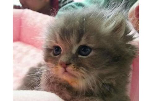 成約済の愛知県のペルシャ-1962の2枚目