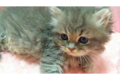 成約済の愛知県のペルシャ-1962の1枚目