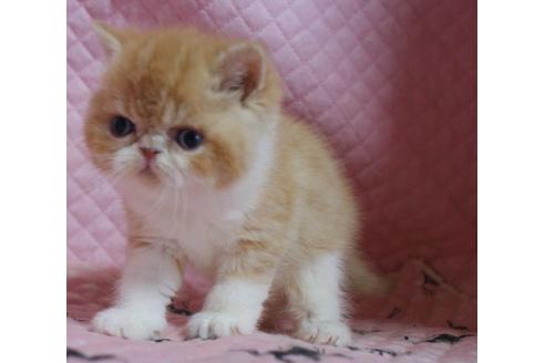 成約済の静岡県のエキゾチックショートヘア-2005の2枚目