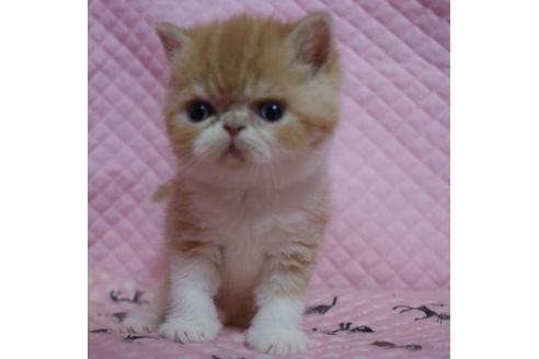 成約済の静岡県のエキゾチックショートヘア-2005の1枚目