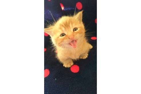 九州・沖縄でソマリのブリーダーを探す｜子猫ブリーダーナビ