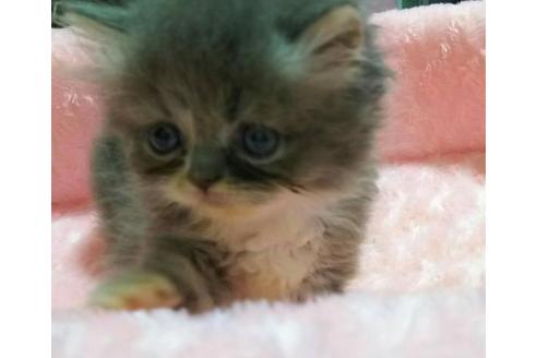 成約済の愛知県のペルシャ-2034の5枚目