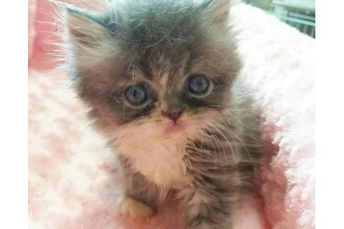 成約済の愛知県のペルシャ-2034の4枚目