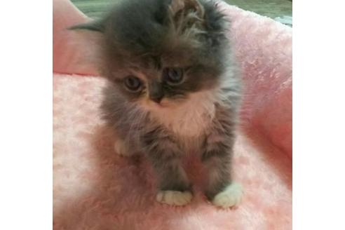 成約済の愛知県のペルシャ-2034の2枚目