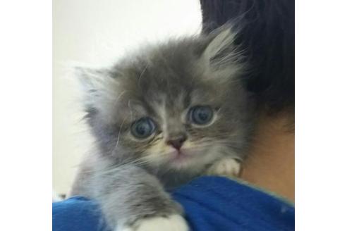 成約済の愛知県のペルシャ-2034の1枚目