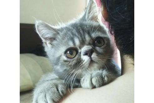 成約済の愛知県のエキゾチックショートヘア-2157の5枚目