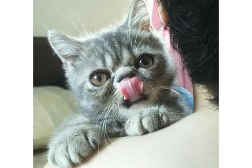 成約済の愛知県のエキゾチックショートヘア-2157の4枚目