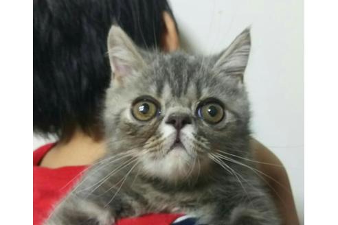 成約済の愛知県のエキゾチックショートヘア-2157の2枚目