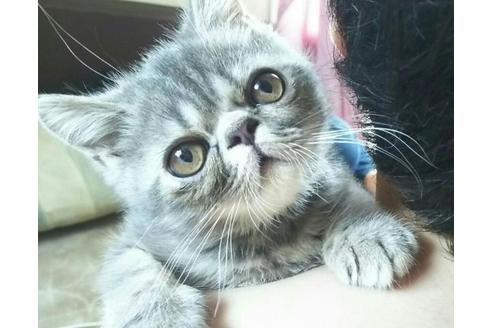 成約済の愛知県のエキゾチックショートヘア-2157の1枚目