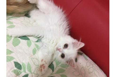 成約済の京都府のペルシャ-2160の5枚目