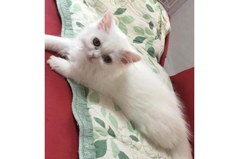 成約済の京都府のペルシャ-2160の4枚目