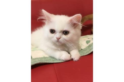 成約済の京都府のペルシャ-2160の3枚目