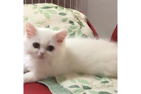 成約済の京都府のペルシャ-2160の2枚目