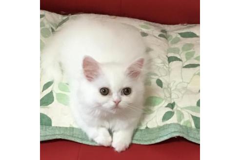 成約済の京都府のペルシャ-2160の1枚目