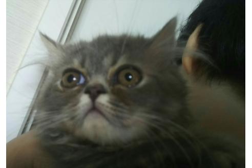 成約済の愛知県のエキゾチックショートヘア-2109の5枚目