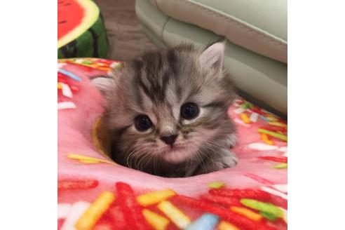 成約済の大阪府のマンチカン-2181の5枚目