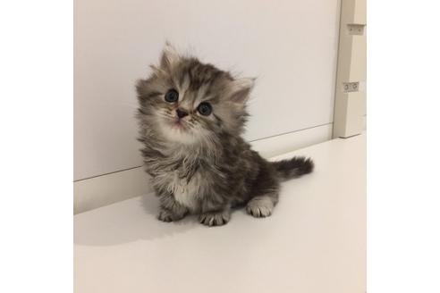 成約済の大阪府のマンチカン-2181の4枚目