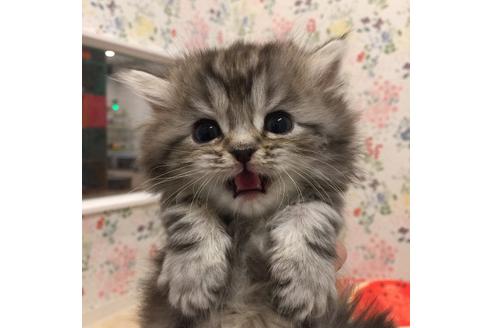 成約済の大阪府のマンチカン-2181の3枚目