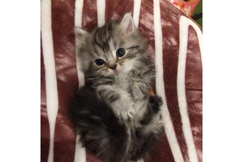 成約済の大阪府のマンチカン-2181の2枚目