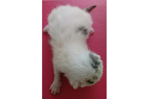 成約済の岐阜県のスコティッシュフォールド-2195の3枚目