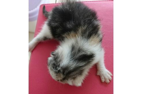 成約済の岐阜県のスコティッシュフォールド-2198の4枚目