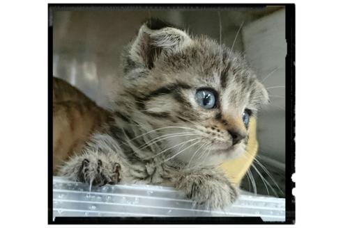 成約済の愛知県のスコティッシュフォールド-2199の1枚目
