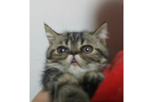 成約済の愛知県のエキゾチックショートヘア-2158の5枚目