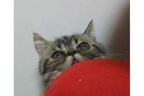 成約済の愛知県のエキゾチックショートヘア-2158の4枚目