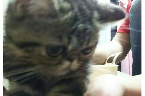 成約済の愛知県のエキゾチックショートヘア-2158の3枚目