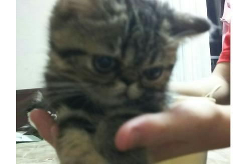 成約済の愛知県のエキゾチックショートヘア-2158の2枚目