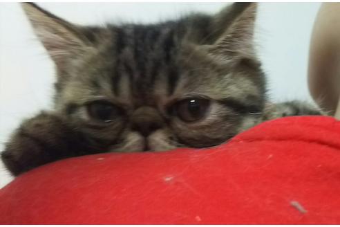 成約済の愛知県のエキゾチックショートヘア-2158の1枚目