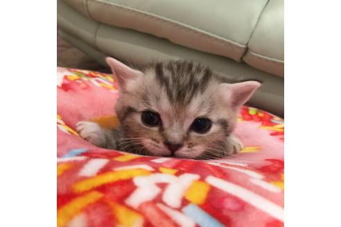 成約済の大阪府のマンチカン-2237の5枚目