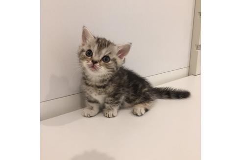 成約済の大阪府のマンチカン-2237の4枚目